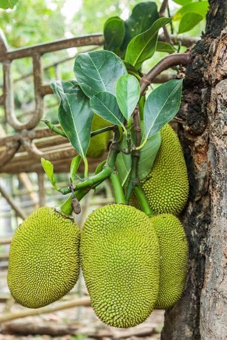 Kumaran Properties Farm Project